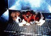 animal testing dead